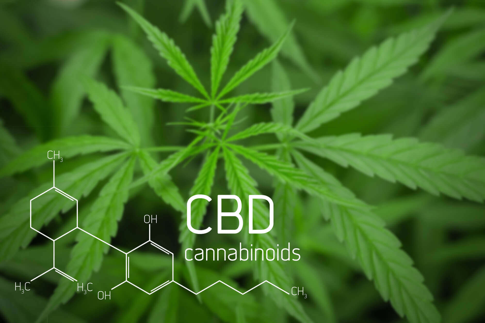 What is CBD? The Difference Between full-spectrum, broad-spectrum & Isolate.