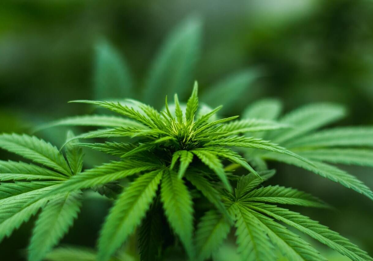 understanding full spectrum, broad spectrum and isolate CBD